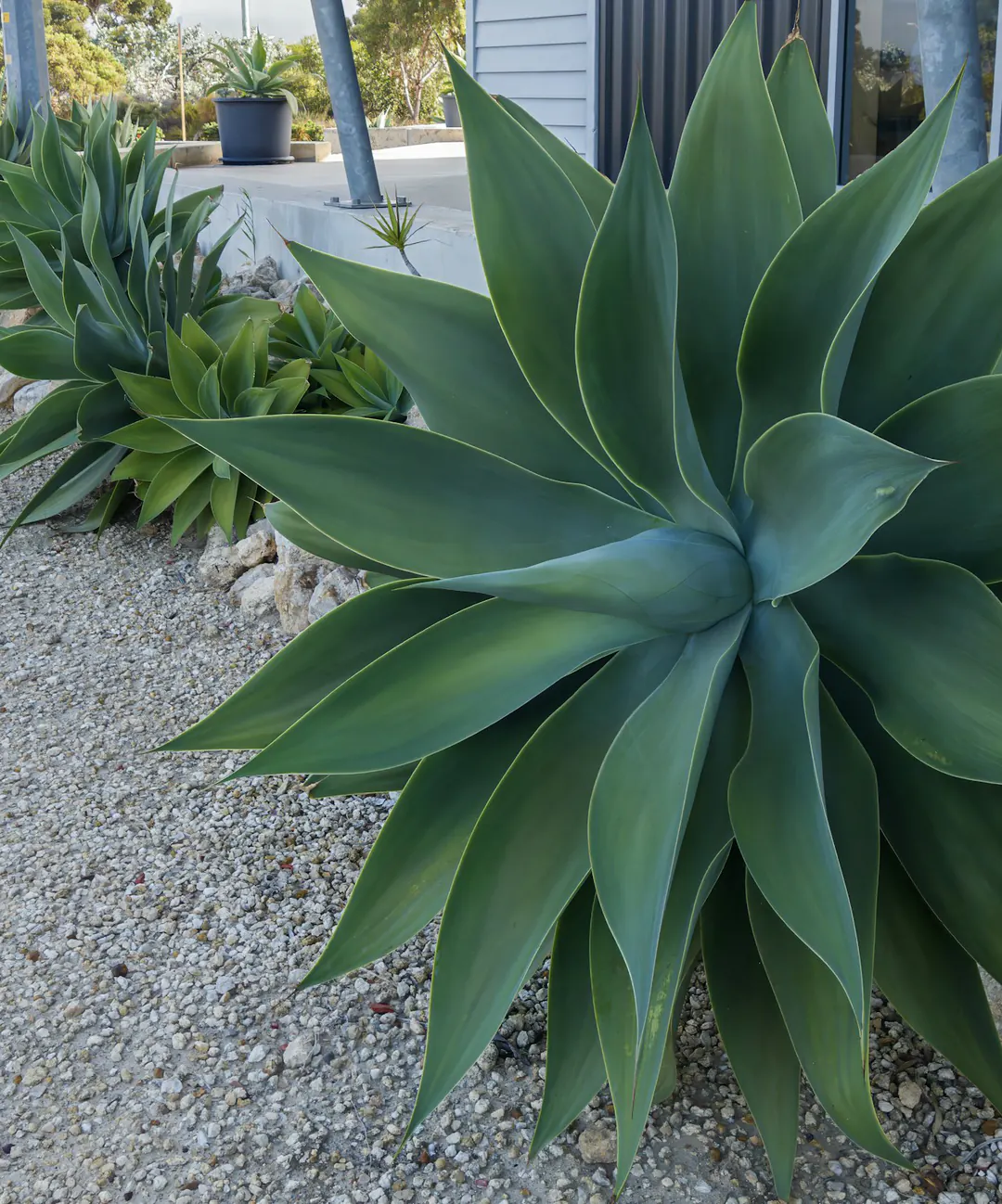 A large agave and smaller succulents in a gravel bed edged with rocks.